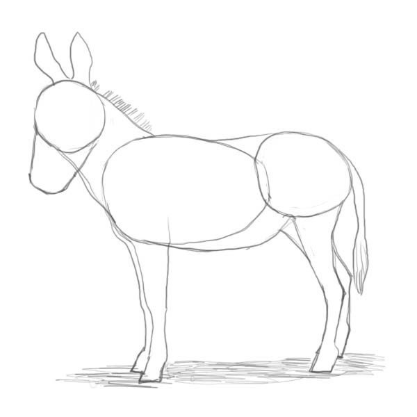 Осел рисунок карандашом