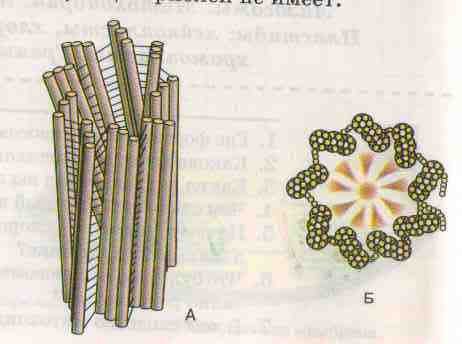 Органоид клеточный центр строение и функции