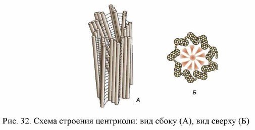 Строение клетки клеточный центр