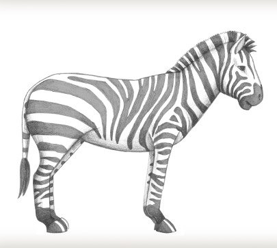 Рисунок зебры для срисовки