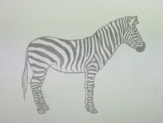 Зебра карандашом легко