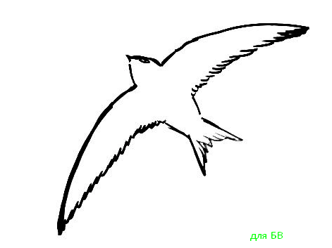 Нарисовать стрижа
