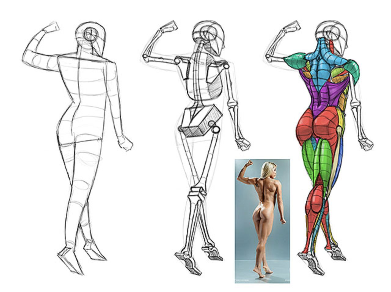 Тело в ней легко. Тело для рисования. Человеческие фигуры для рисования. Анатомия человека для рисования. Туловище для рисования.