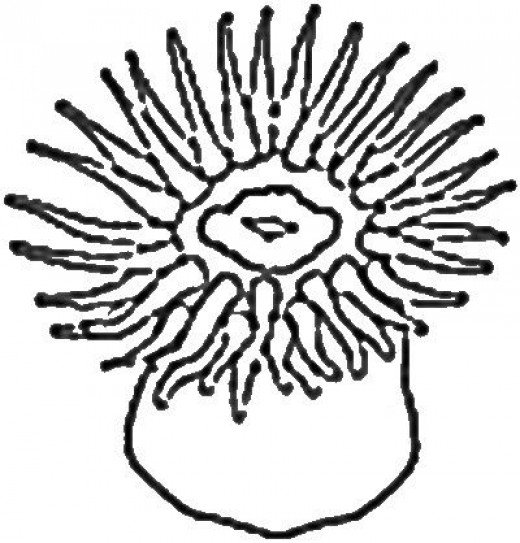 Актиния раскраска для детей