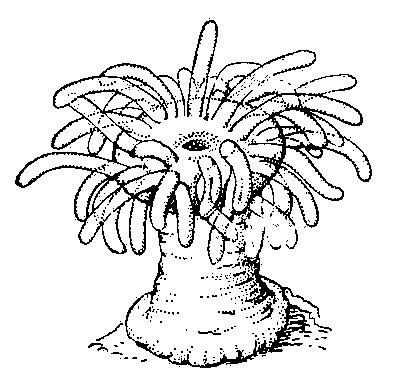 Коралловые полипы актиния рисунок