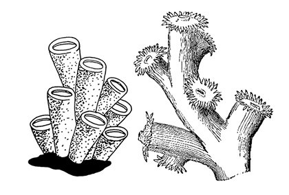 Морская губка раскраска