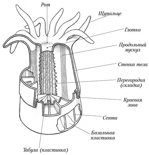 Коралловые полипы строение рисунок