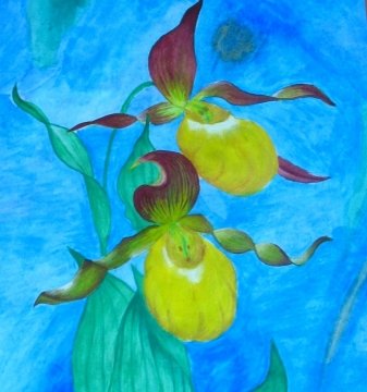 Зарисовать цветок Венерин башмачок