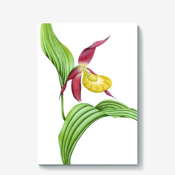 Венерин башмачок