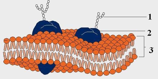 Строение плазматической мембраны