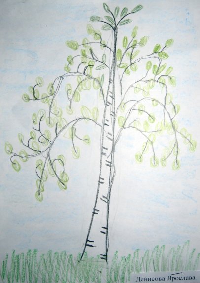 Береза рисунок