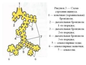 Схема строения легочного ацинуса