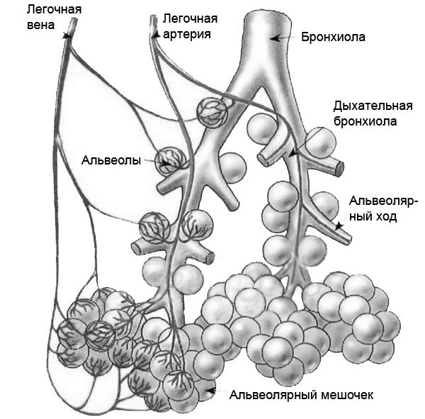 Легкое человека гистология препарат