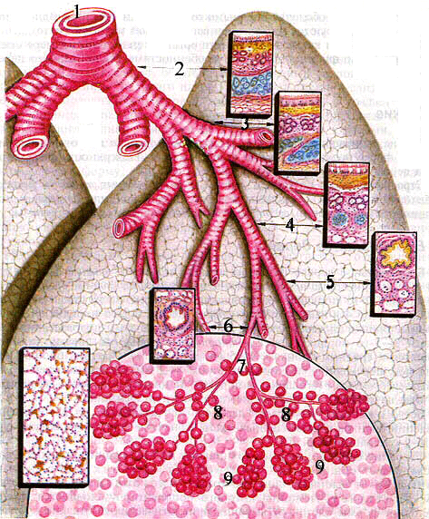 Ацинус строение гистология