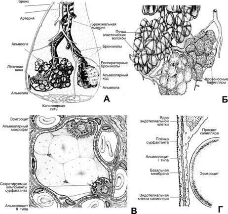 Рисунки ацинус легкого гистология (50 фото)