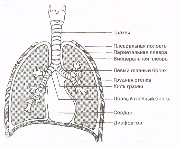 Схема ветвления бронхов