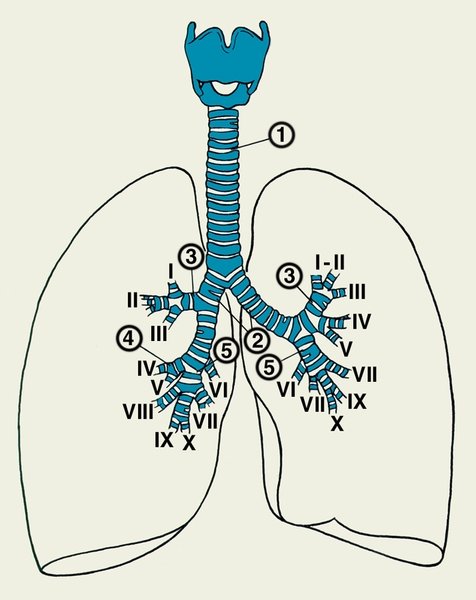 Гортань трахея бронхи легкие
