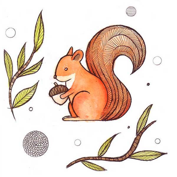 Белка рисунок