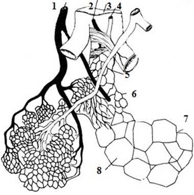 Схема строения ацинуса легкого