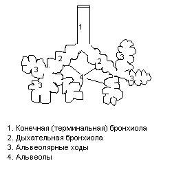Схема структурно функциональной единицы лёгких - ацинуса