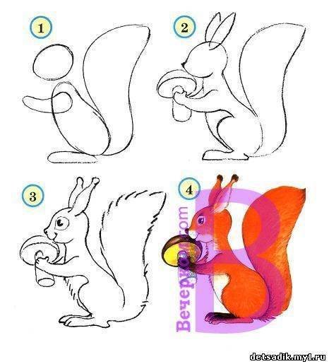 Белка поэтапное рисование для детей