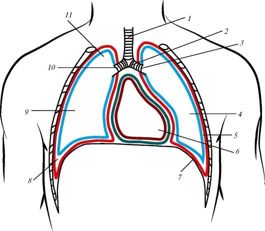 Плевра и средостение анатомия
