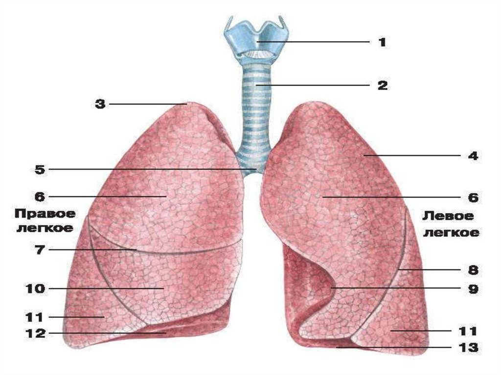 Три доли легкого. Доли в дыхательной системе. Дыхательная система человека легкие доли. Строение легких доли. Дыхательная система человека анатомия доли лёгкого.