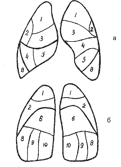 Сегмеентарное строениелегнких. Сегментарное строение легких анатомия. Сегментарное строение легких доли легких. Строение лёгкого доли сегменты.