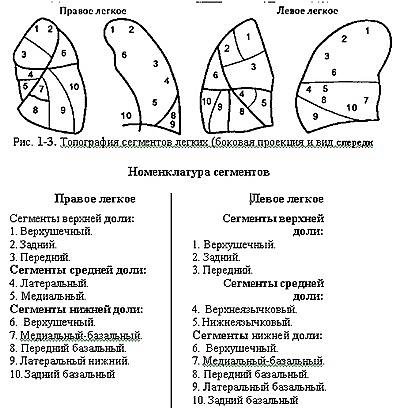 Доли и сегменты легкого схема