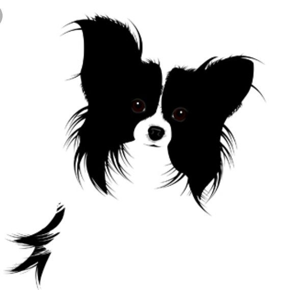 Папийон рисунок