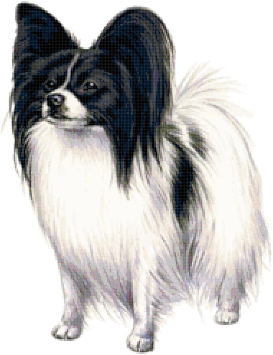 Папильон собака черно белая