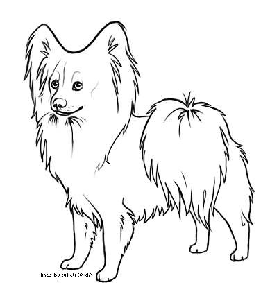 Раскраски собачки Папильон