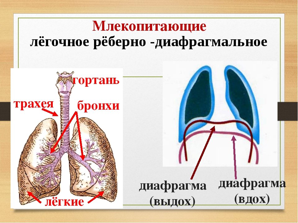 Последовательность процессов дыхательных движений у млекопитающих. Органы дыхания млекопитающих схема. Строение дыхательной системы млекопитающих. Система органов дыхания млекопитающих 7 класс. Дыхательная система млекопитающих схема легких.