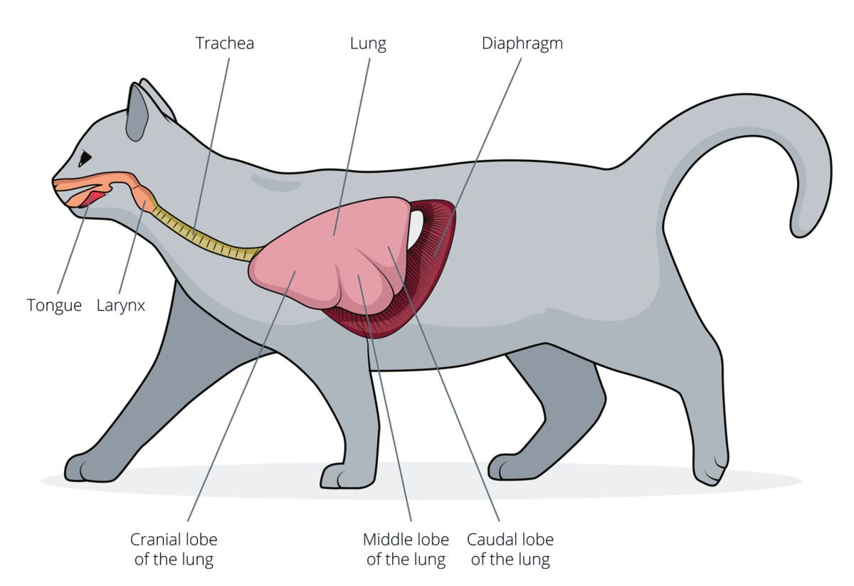 Дыхательная система млекопитающих диафрагма