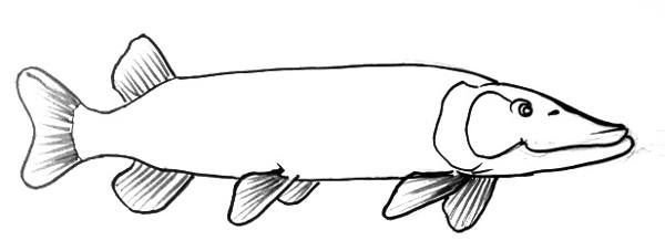 Щука карандаш