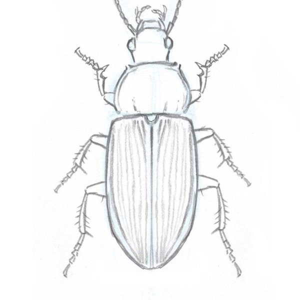 Жук бронзовка раскраска