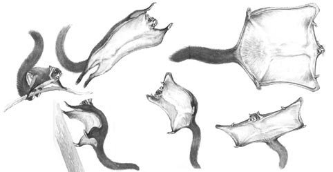 Раскраска белки летяги