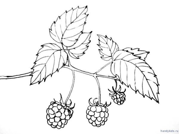 Лист малины рисунок