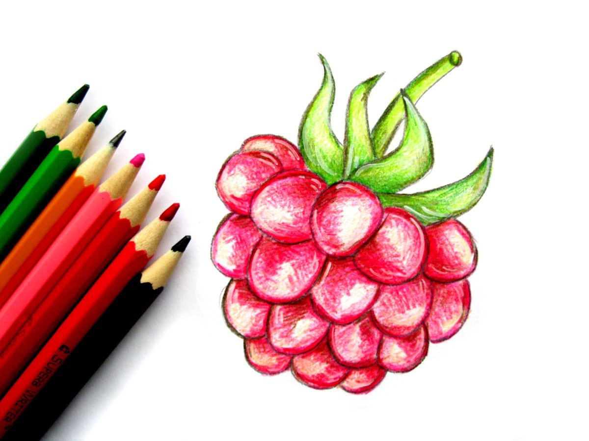Малина рисунок карандашом цветным