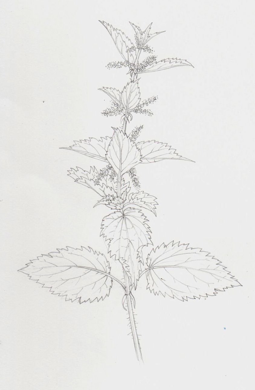 Крапива двудомная (Urtica dioica)