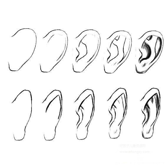 Ухо сбоку референс