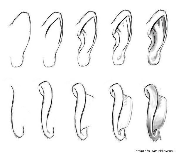 Как рисовать уши поэтапно