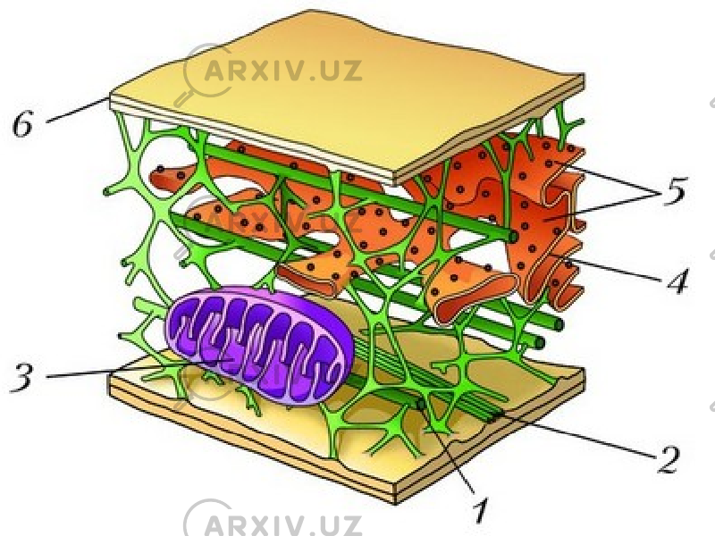 Цитоскелет клетки. Цитоскелет эукариотической клетки. Цитоскелет рисунок. Строение цитоскелета рисунок.