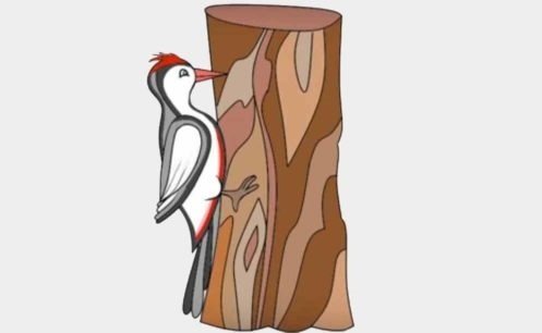 Рисование дятла