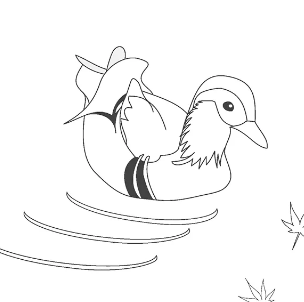 Мандариновая утка рисунок
