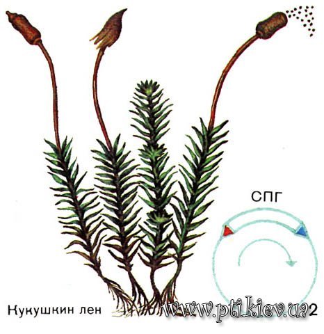 Систематика мха Кукушкин лен