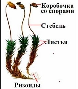 Мох сфагнум и мох Кукушкин лен