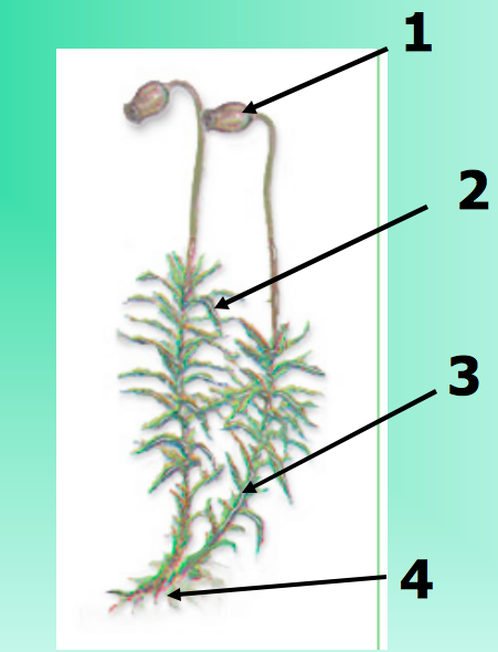 Кукушкин лен бесполое поколение