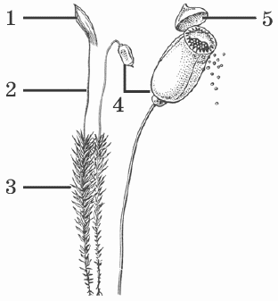 Кукушкин лен и сфагнум строение