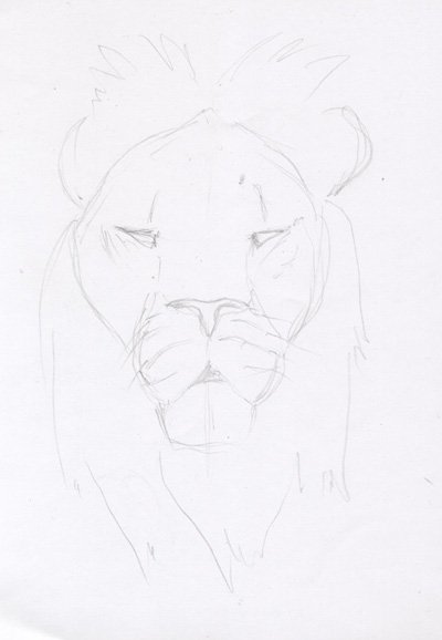 Рисунок Льва карандашом для срисовки